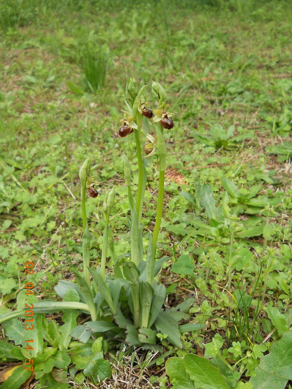 Ophrys ...